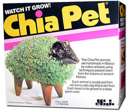 Chia
