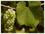 Chardonnay Grapes