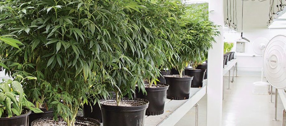 Medical Marijuana at Tweed