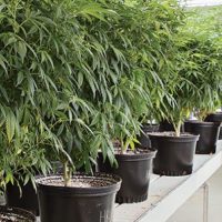 Medical Marijuana at Tweed